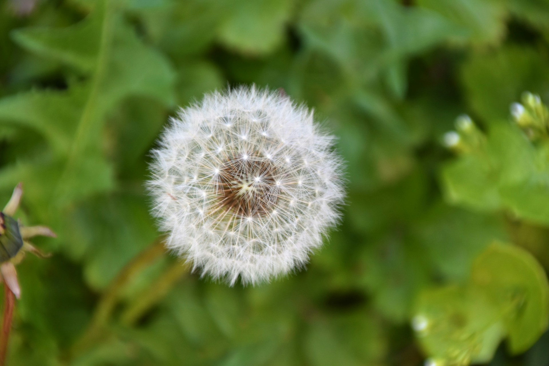 Dandelion Leaf