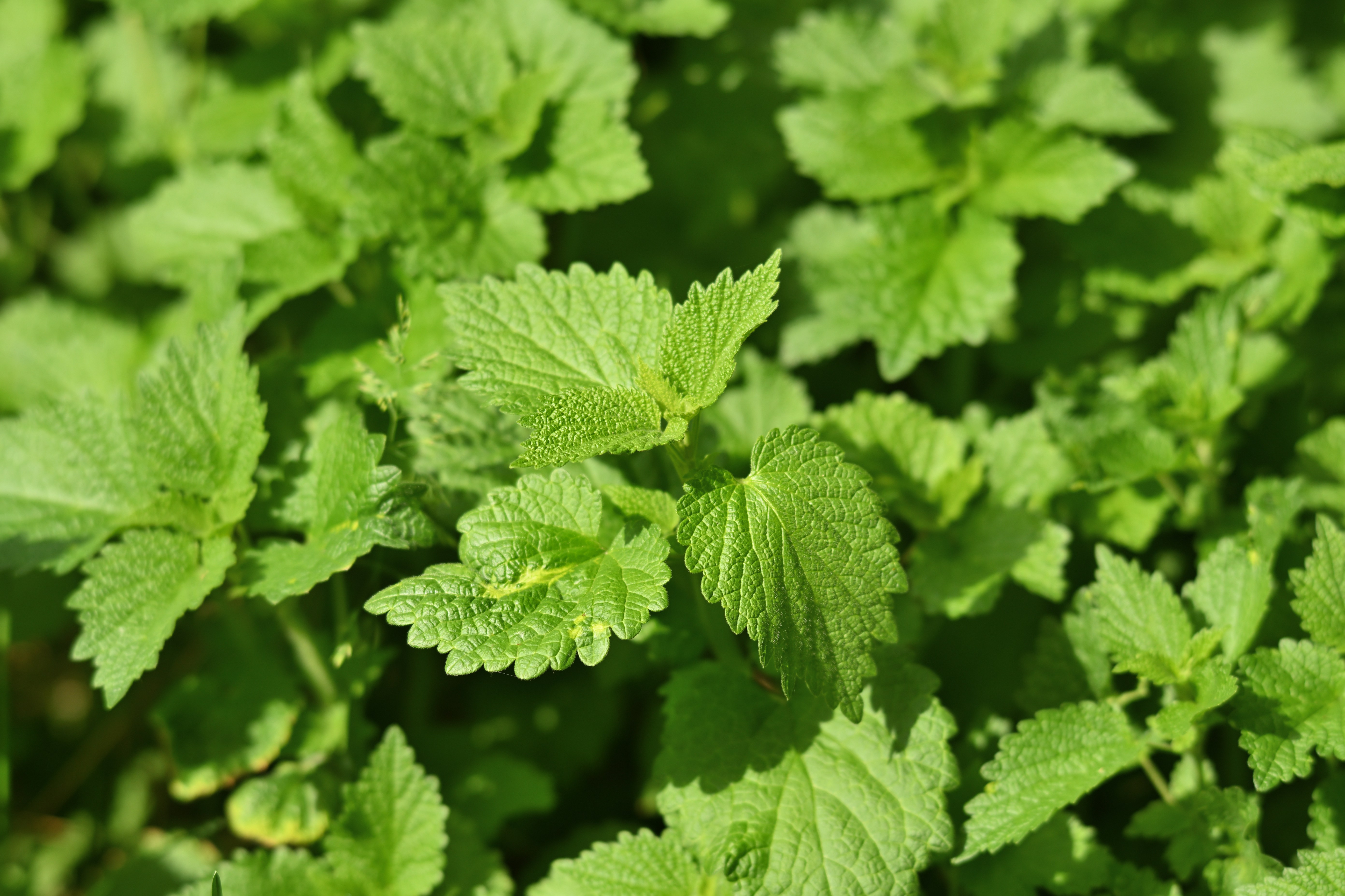 Nettle Leaf